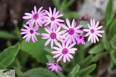 Como mejorar la polinización