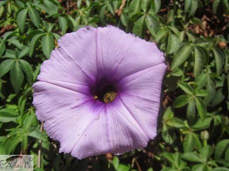 Como mejorar la polinización