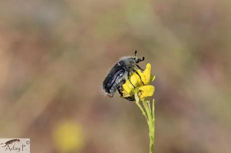 Como mejorar la polinización