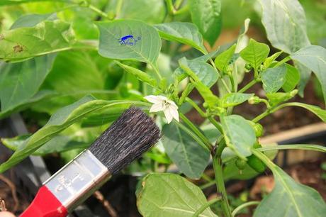 Como mejorar la polinización