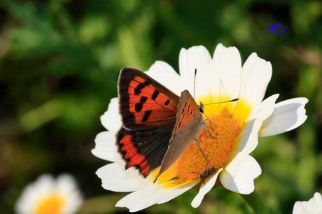 Como mejorar la polinización