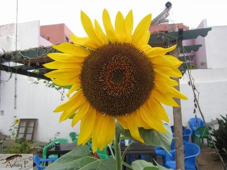 Como mejorar la polinización