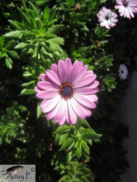 Como mejorar la polinización