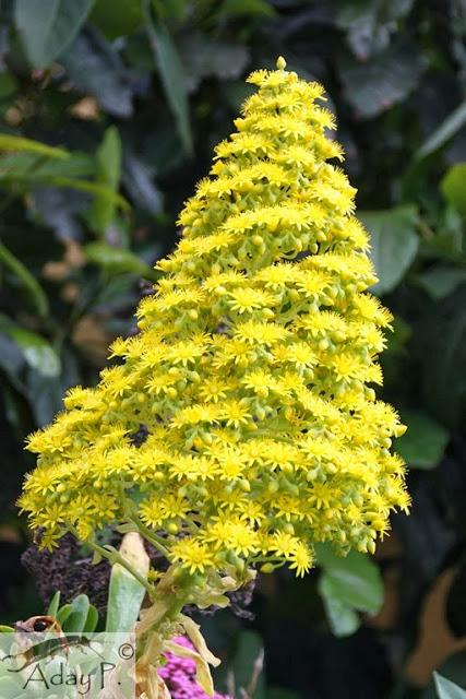 Como mejorar la polinización