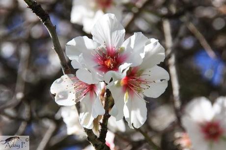 Como mejorar la polinización