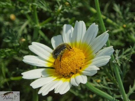 Como mejorar la polinización