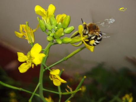Como mejorar la polinización