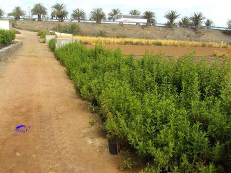 Como mejorar la polinización