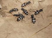 maneras combatir hormigas