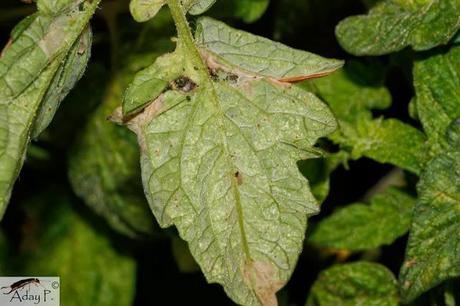 Tuta absoluta: Como combatirla