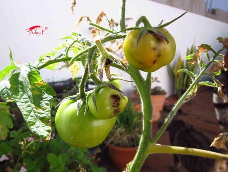 Tuta absoluta: Como combatirla