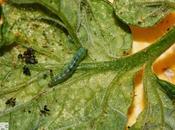 Tuta absoluta: Como combatirla