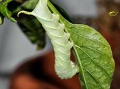 Acherontia atropos: Retorno