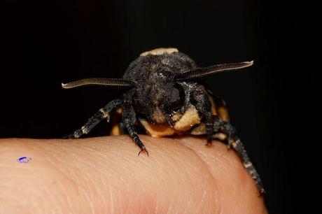 Acherontia atropos: El Retorno