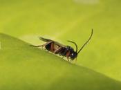 Micro-Avispas parasitoides