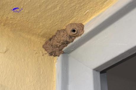 Delta dimidiatipenne