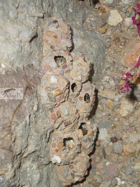 Delta dimidiatipenne