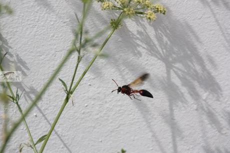 Delta dimidiatipenne