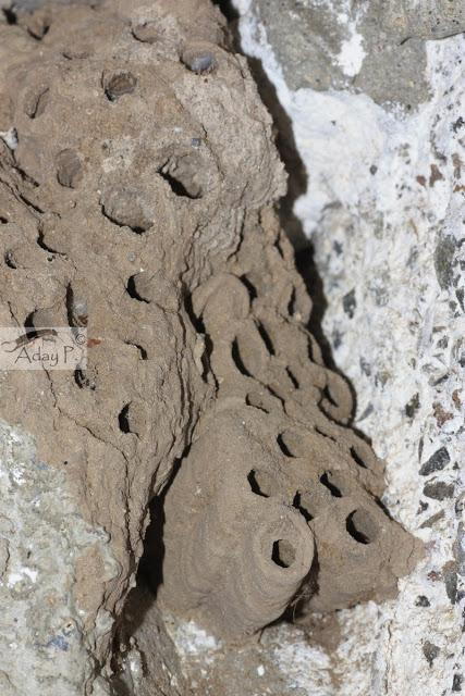 Delta dimidiatipenne