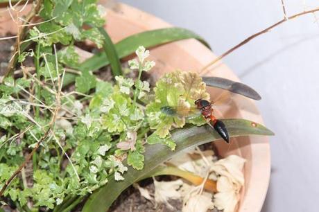 Delta dimidiatipenne