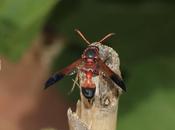 Delta dimidiatipenne