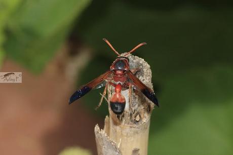 Delta dimidiatipenne