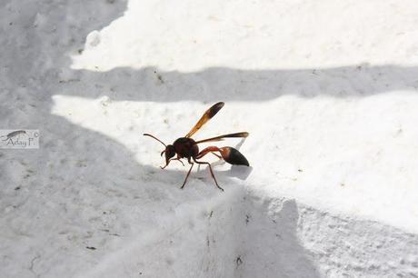 Delta dimidiatipenne