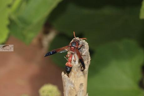 Delta dimidiatipenne