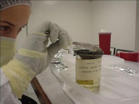 Logran identificar, dos siglos despues, la cepa de la bacteria del colera que causo millones de muertes .