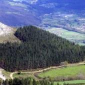 DESDE TIERRA CON AMOR. Paisajes con corazón Bosque corazón en Cantabria