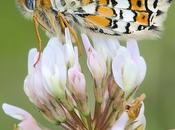 Melitaea cinxia (Doncella llantén, punteada) reverso
