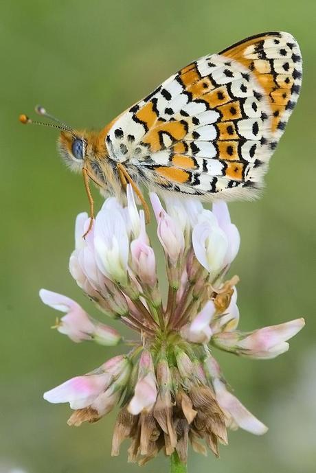 Para ampliar Melitaea cinxia (Doncella del llantén, punteada) reverso hacer clic