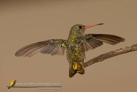 Picaflor bronceado (Gilded Sapphire) Hylocharis chrysura