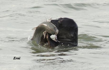 EL MACABRO BAILE DE LA FOCA