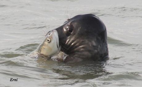 EL MACABRO BAILE DE LA FOCA