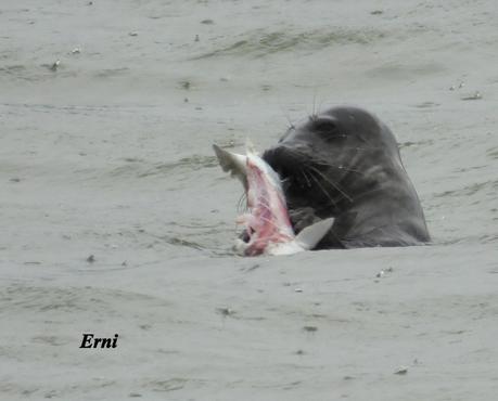 EL MACABRO BAILE DE LA FOCA