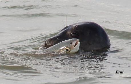 EL MACABRO BAILE DE LA FOCA