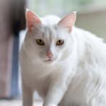 gato blanco