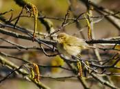 Mosquiteros comunes cantando