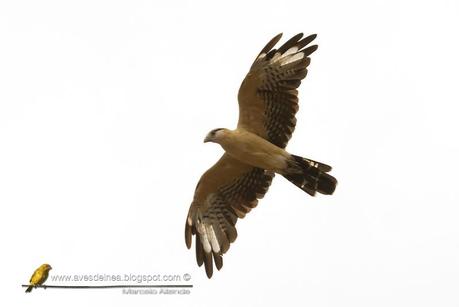 Chimachima (Yellow-headed Caracara) Milvago chimachima