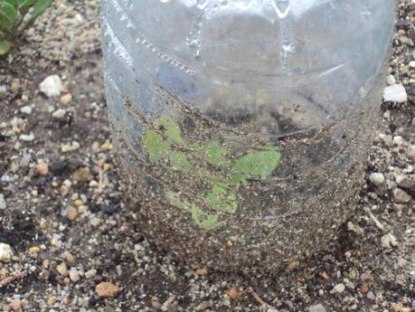 EL HUERTO ESCOLAR EN FEBRERO