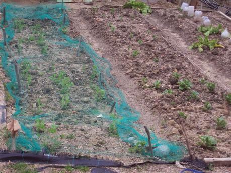 EL HUERTO ESCOLAR EN FEBRERO