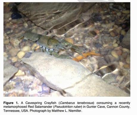 Un trabajo sobre cangrejos de cuevas en Estados Unidos