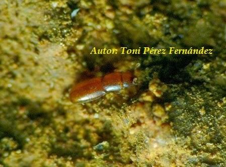 Invertebrado cavernícola jiennense del año 2014