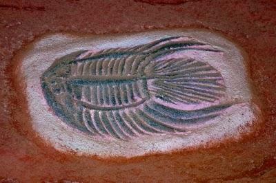 Fósil de pez primitivo ayuda a entender evolución de los vertebrados