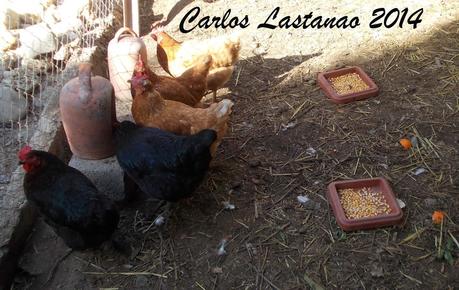 Qué pasa con el maíz.