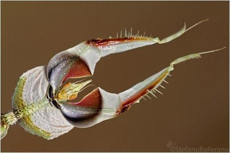 LA DESCONOCIDA MANTIS DIABÓLICA