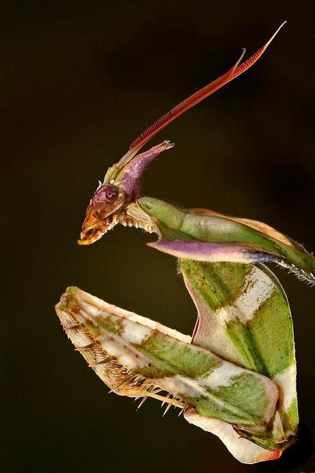 LA DESCONOCIDA MANTIS DIABÓLICA