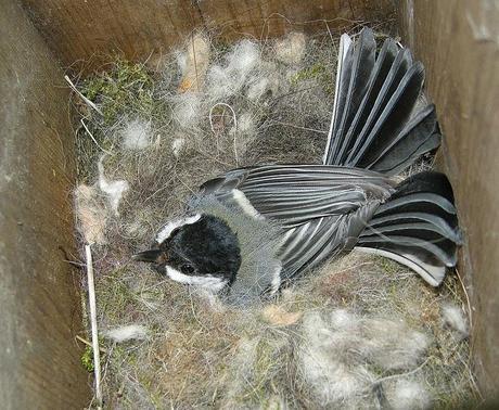 Semana de las Cajas-nido para Aves 16-23 febrero