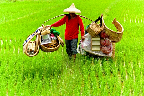 oriente, verde, trabajo, arroz, campesino